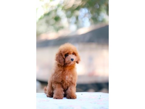 Toy poodle bebek köpeklerimiz