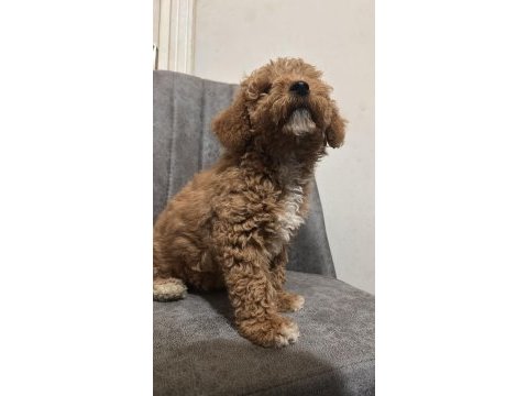 Köpeğimiz paris yeni yuvasını arıyor