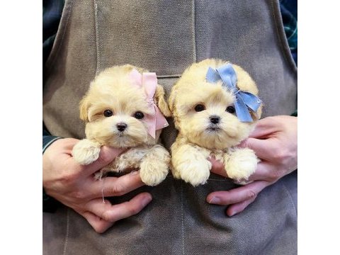 Toy poodle bebeklerim