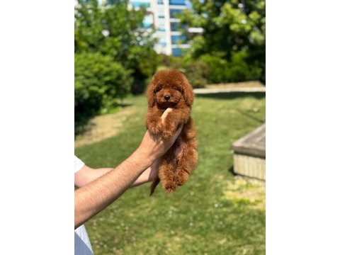 Toy poodle bebeklerimiz