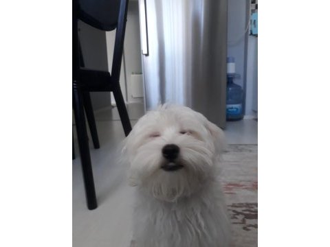 Dünya tatlısı maltese