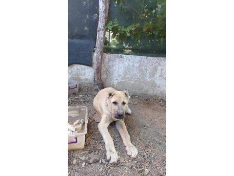 Kangal yavruları