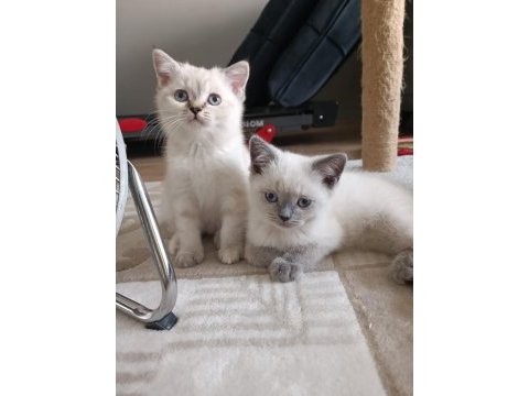 Teslime hazır british shorthair kuzucuklar