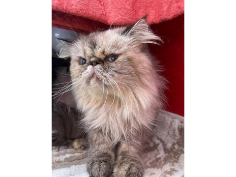 2 yaşında lynx point dişi iran kedisi