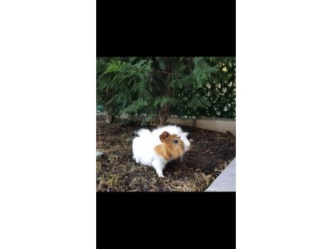 Sevimli guinea pig