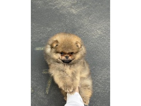 Üst kalite ayıcık surat pomeranian boo