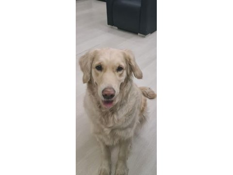 Acil golden retriever kızıma arkadaş arıyorum