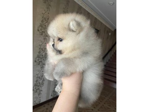 Ayı suratlı orijinal boo yavrular garantili taksitle