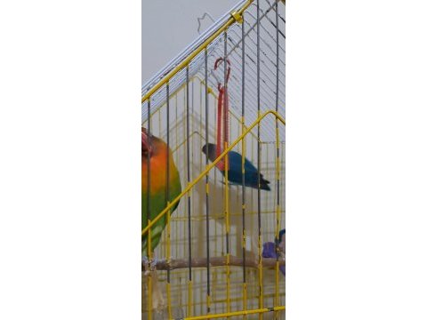 Dişi cennet papağanları