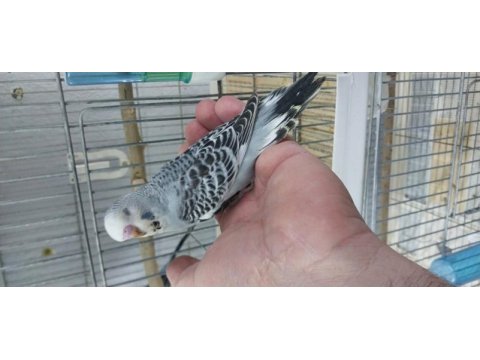 30 günlük bebek muhabbet kuşları
