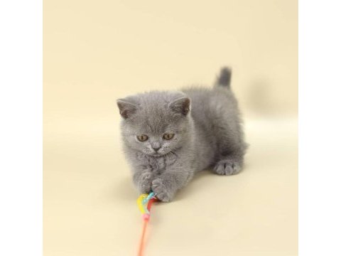 British shorthair yavruları