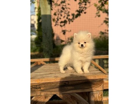 Pomeranian boo 3.5 aylık