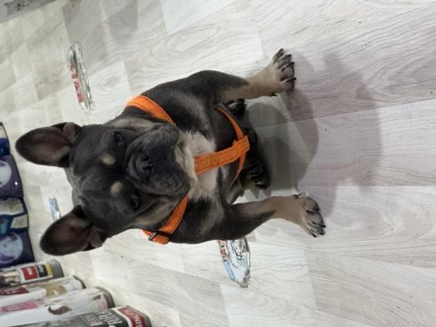 Logan blue and tan auad erkek french bulldog