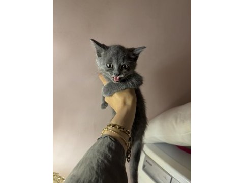 Gri british shorthair bebekler