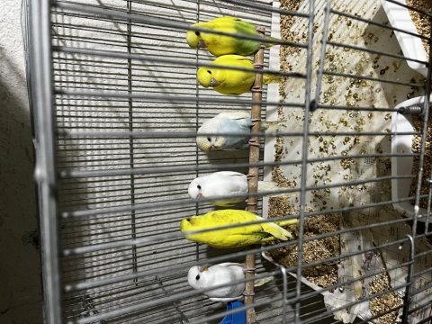 Yeme düşen muhabbet kuşu yavrular