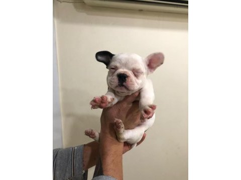 55 günlük french bulldog