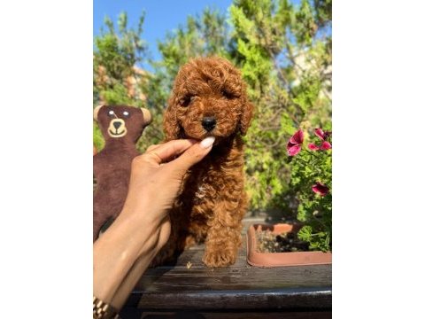 Safkan orjinal kore kurabiye poodle yavruları