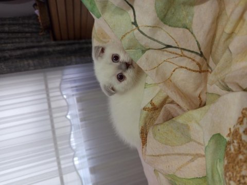 Minik scottish fold yavrumuz yuva arıyor