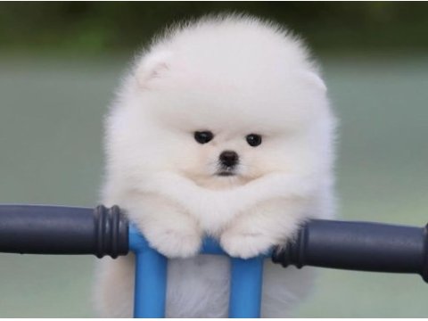 Pomeranian boo bebekler