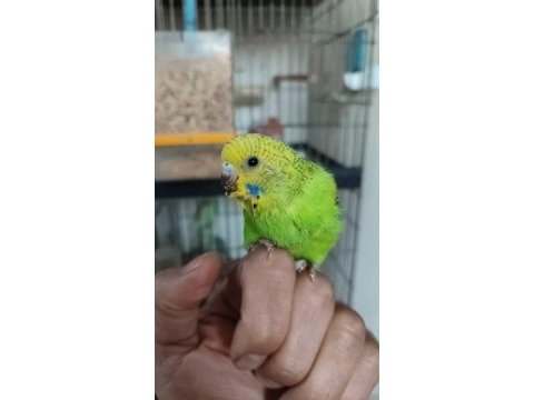 Muhabbet kuşu yavrusu
