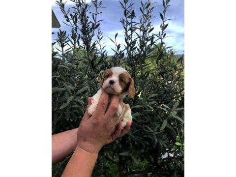 Irkının süper starı a+ kalite king charles bebekler