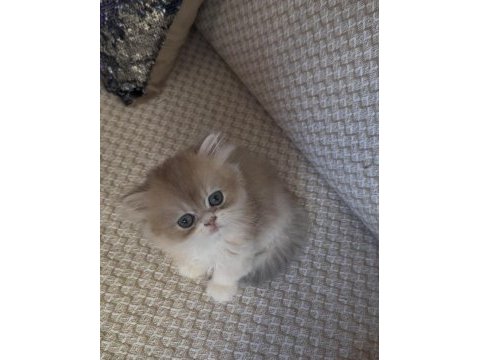 Safkan british longhair yavrular