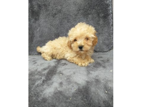 Apricot toy poodle dişi minnak, ruhsatlı çiftlik