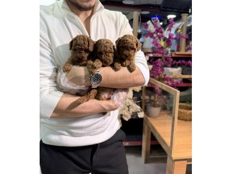 Mini boy toy poodle yavrularımız a kalite şecereli