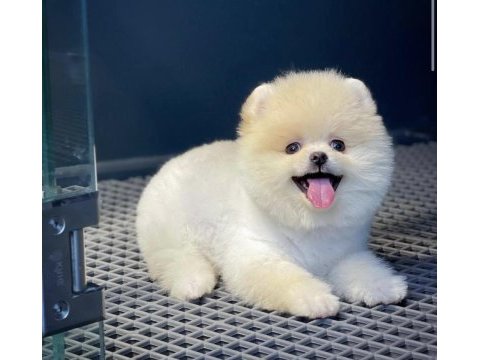 Güzellik abidesi pomeranian boo