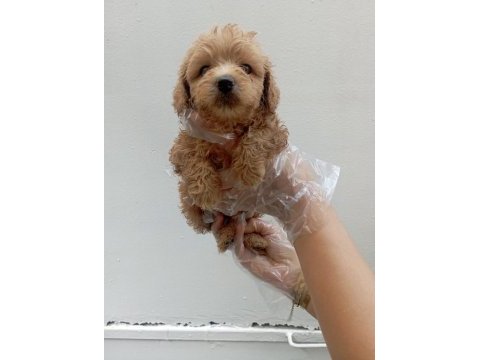 Muhteşem maltipoo yavrularımız