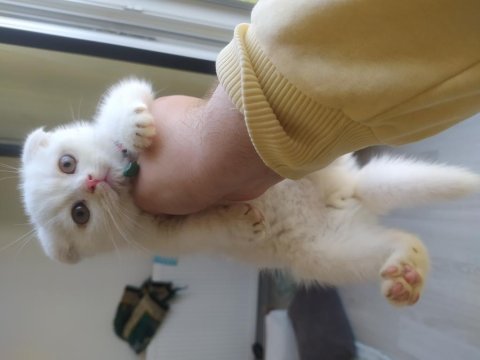 Scottish fold erkek