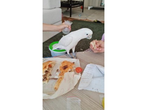 Evcil oyun hamuru insan canlısı kakadu
