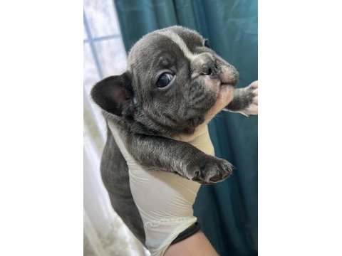 Blue french bulldog bebekler