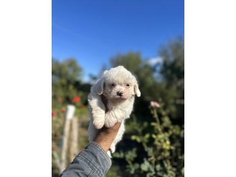 Maltese bebekleri