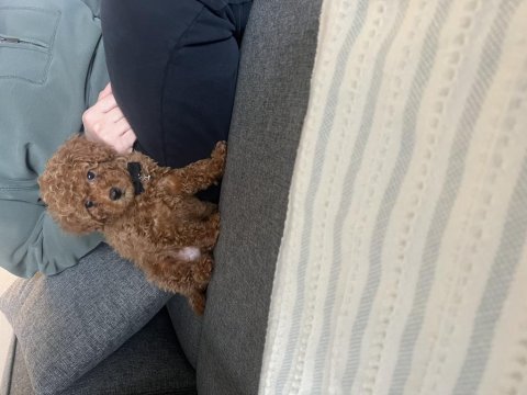 Ömür boyu ırk garantisi ve tam toy poodle