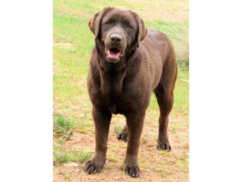 Şampiyon anne babadan fcı-kıf şecereli labrador yavrular