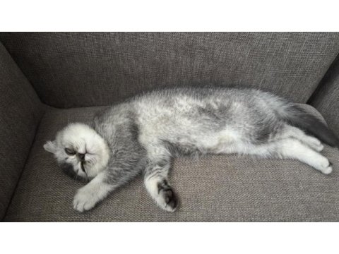 Scottish fold oğlumuz yeni yuvasını arıyor