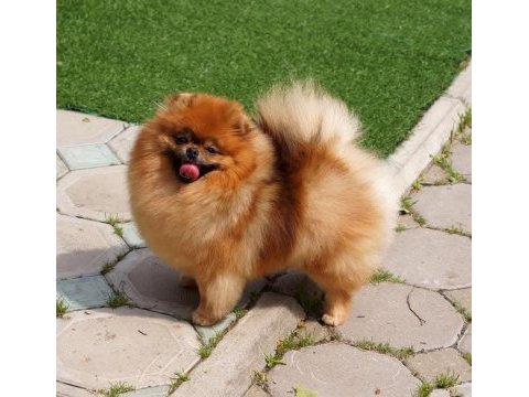 Safkan bir pomeranian kız