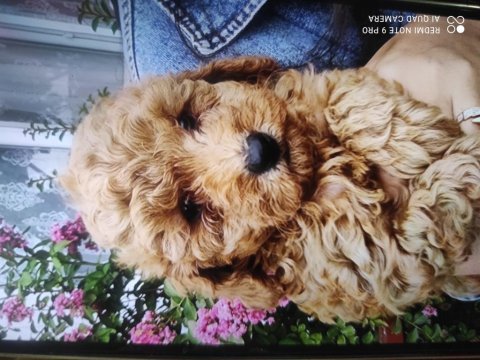 Sahiplendirme 2 aylık toy poodle