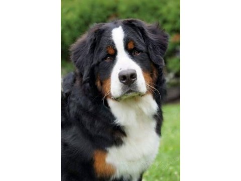 Dağ köpeği bernese yavruları çiftlikten