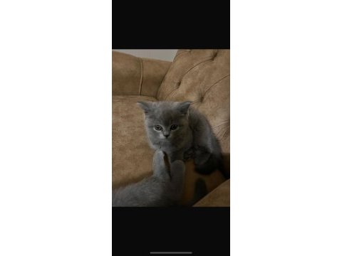 British shorthair 2 aylık