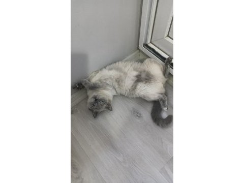 2 yaşında kedimiz