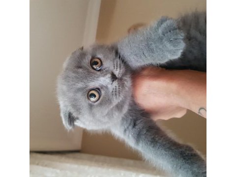 Veteriner kedilerinin safkan scottish fold yavruları