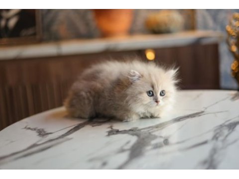 Pamuk prenses 70 günlük british longhair