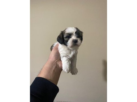 Küt burun shih tzu