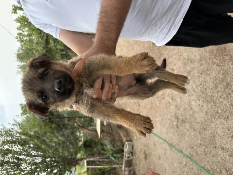 Alman kurdu yavru köpeğimiz
