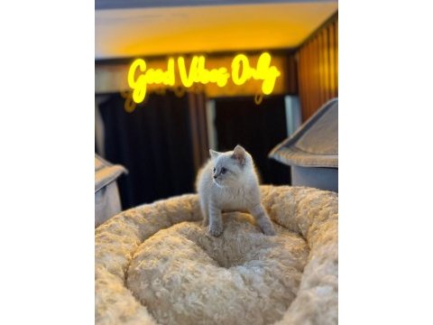 Orjinal baby face british shorthair blue point bebeklerimiz