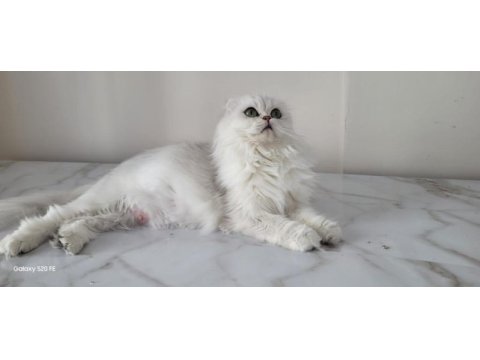 Şecereli yetişkin british longhair kediler