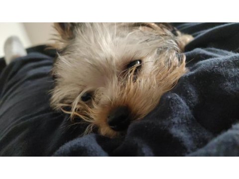 0 numara teacup yorkshire terrier