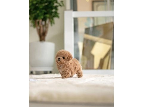 Maya kızımızın mükemmel yavrusu toy poodle